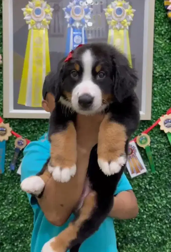 Bernese betina big bone