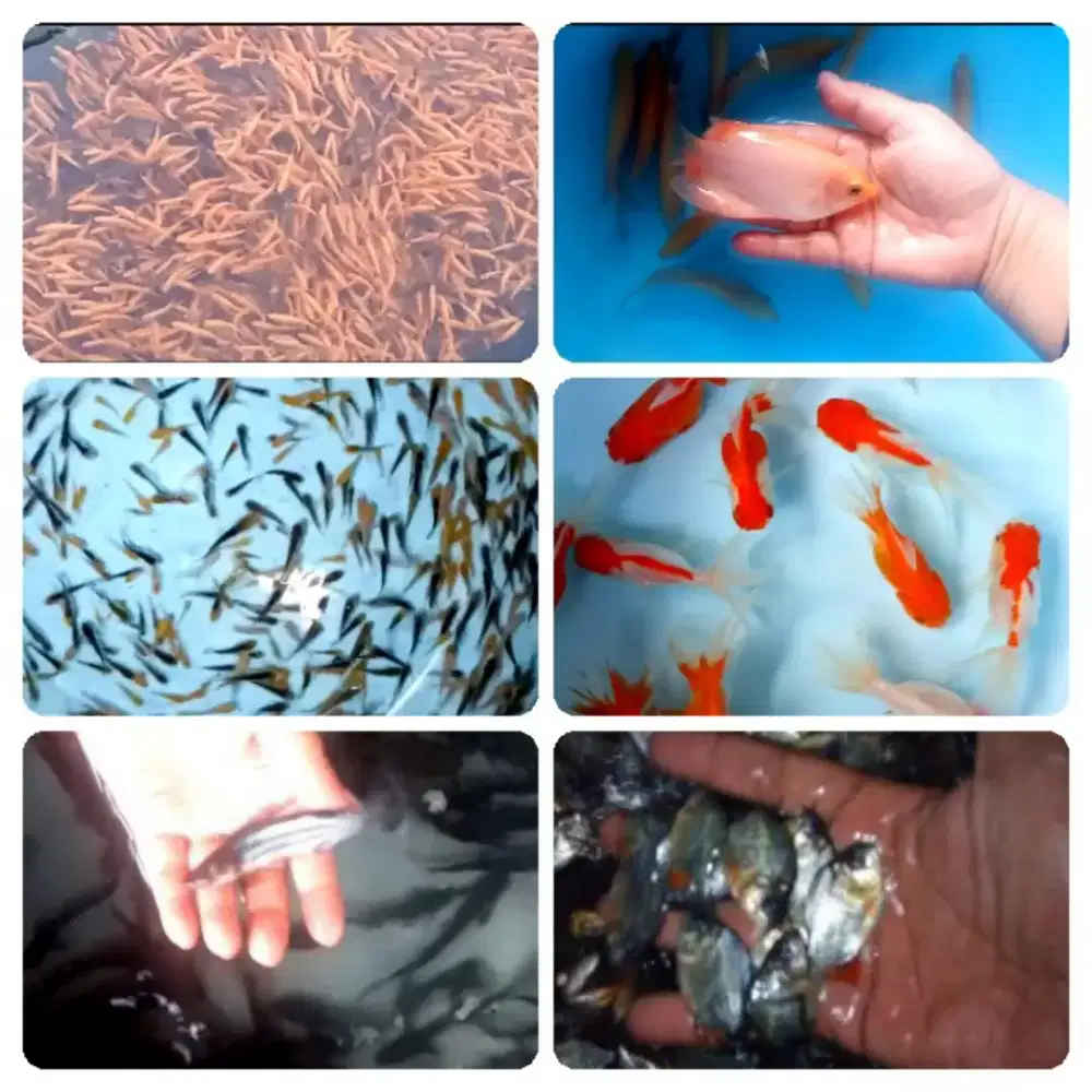 Jual bibit ikan koi,nila,bawal, patin,gurame,lele,tombro,terapi,belut