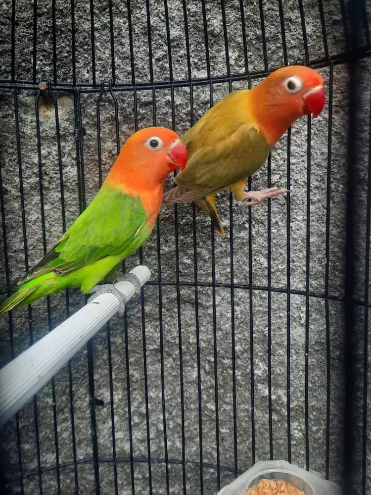 Lovebird Paud Biola Green Kualitas Bagus