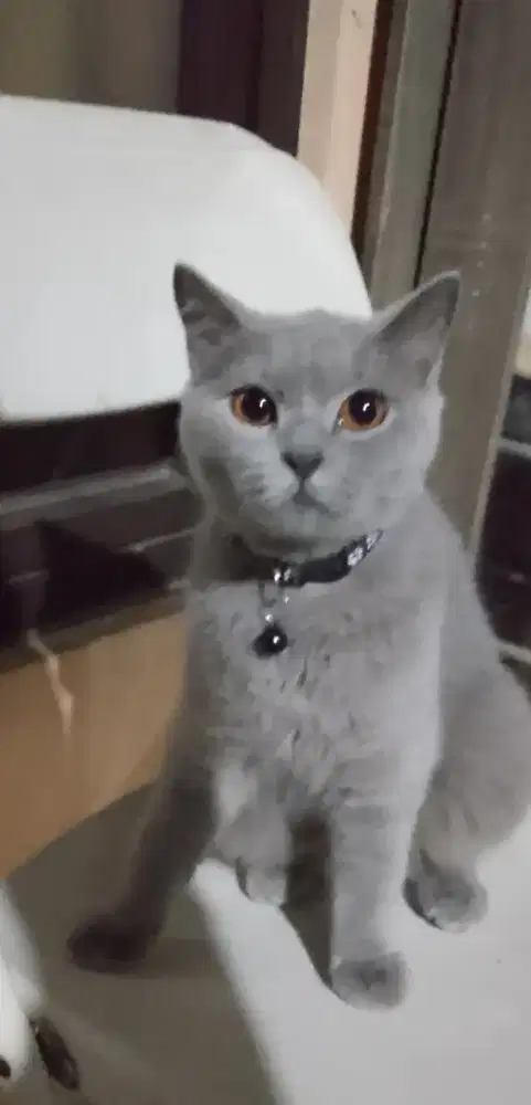 Kucing british shorthair bsh british short hair ped