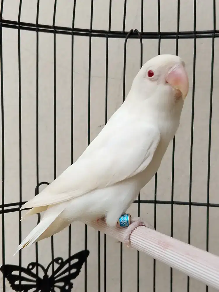 Burung lovebird jantan ganteng mata merah