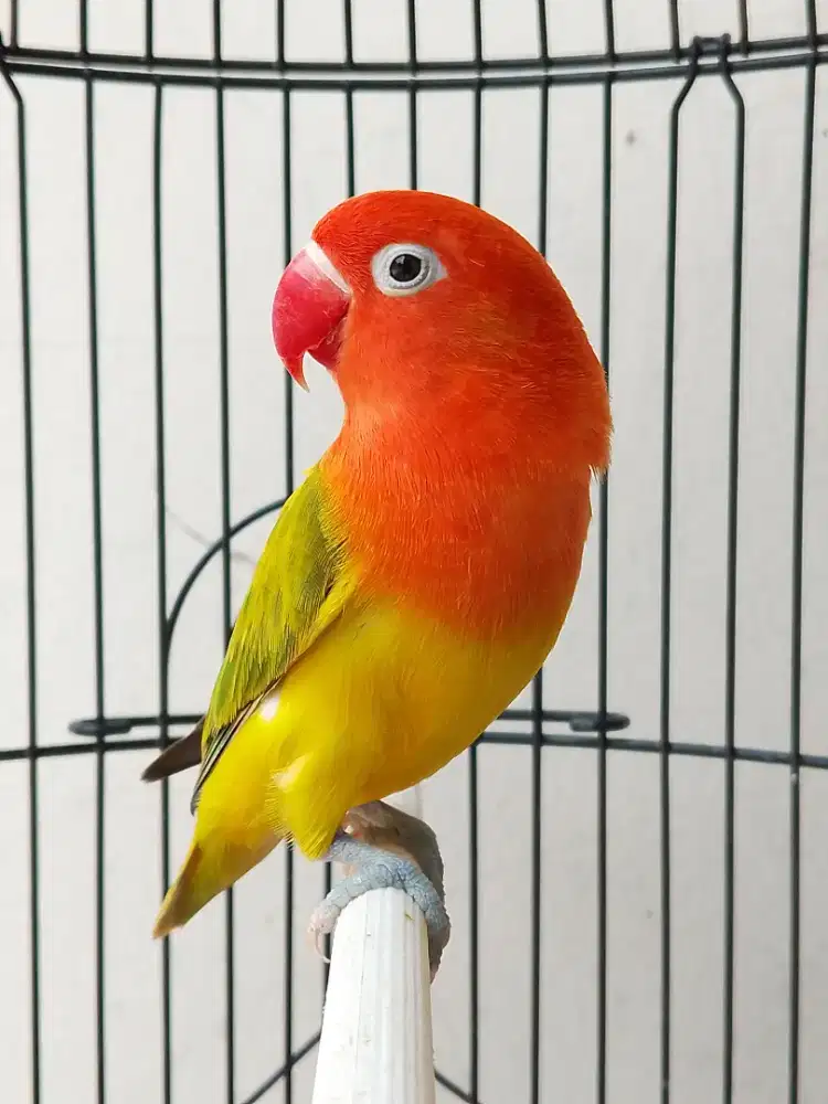Burung lovebird betina cantik biowing gold