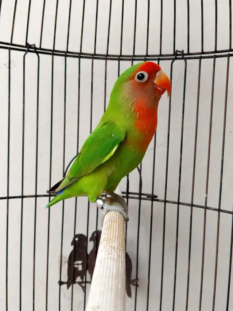 Burung lovebird betina cantik non klep ring