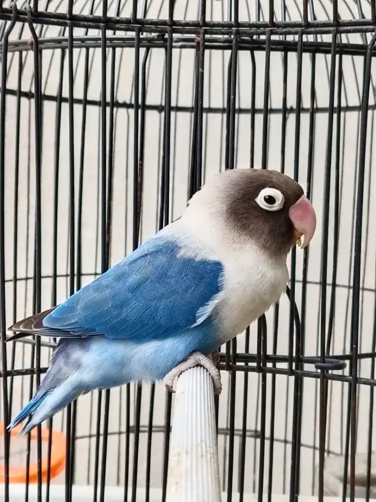 Lovebird betina cantik mangsi perso