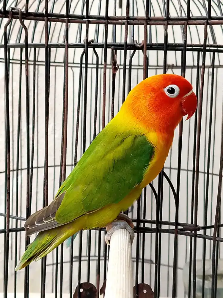 Burung lovebird betina cantik kepala merah