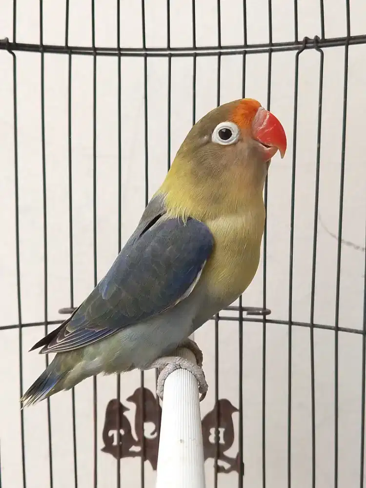 Burung lovebird betina cantik parblue PB dark vio