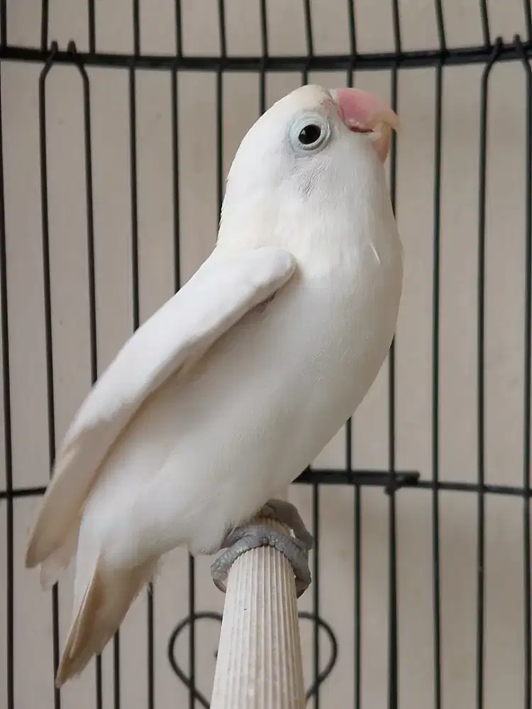 Burung lovebird jantan ganteng putih bersih joss