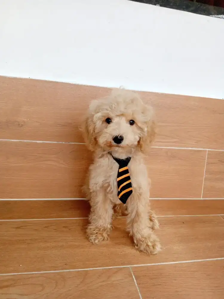 Jual puppies poodle