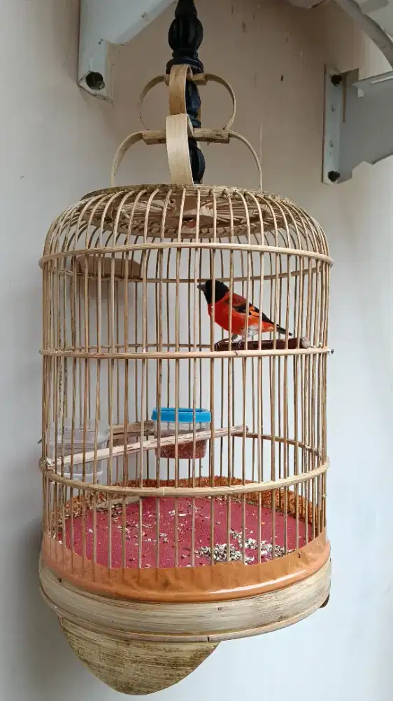 Red Siskin klasik
