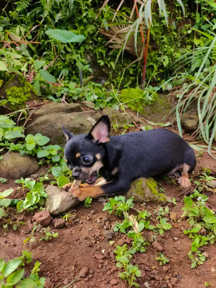 2 ekor cihuahua jantan betina