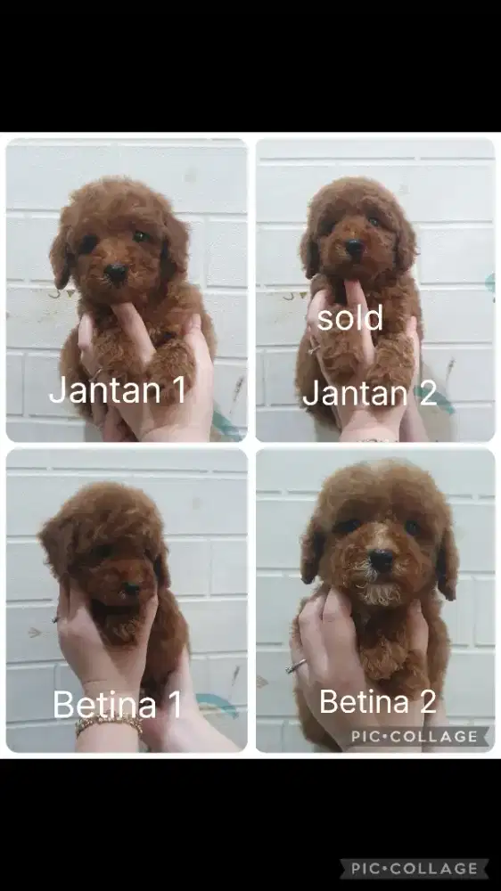 Poodle Jantan dan Betina