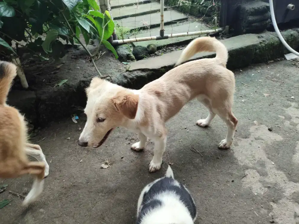 Anjing corgi mix beagel