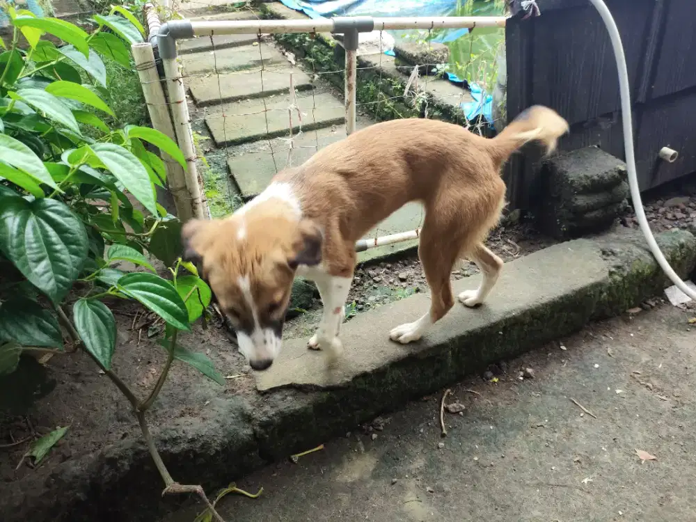 Anjing corgi mix beage mix lokal