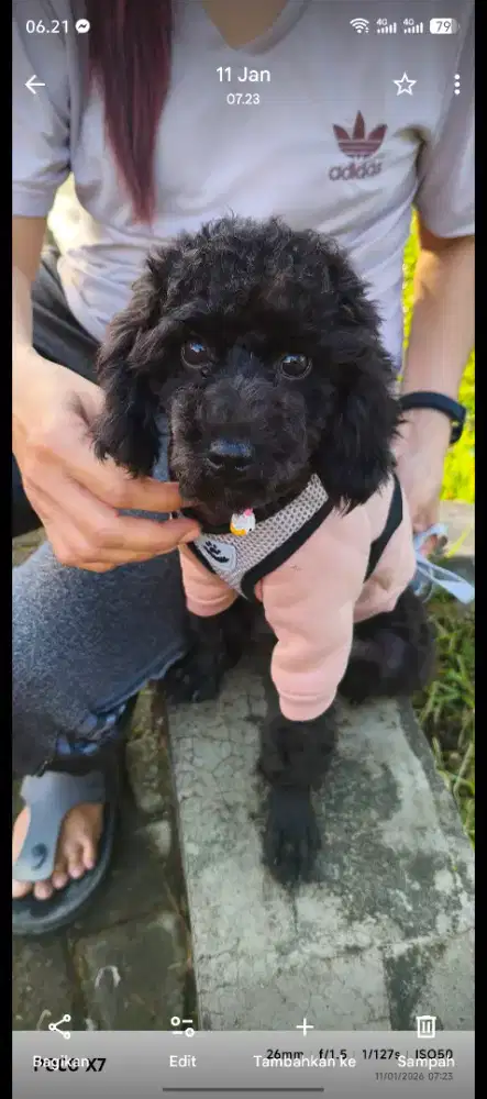 Black poodle usia jalan 6 bln, betina, karakter baik.