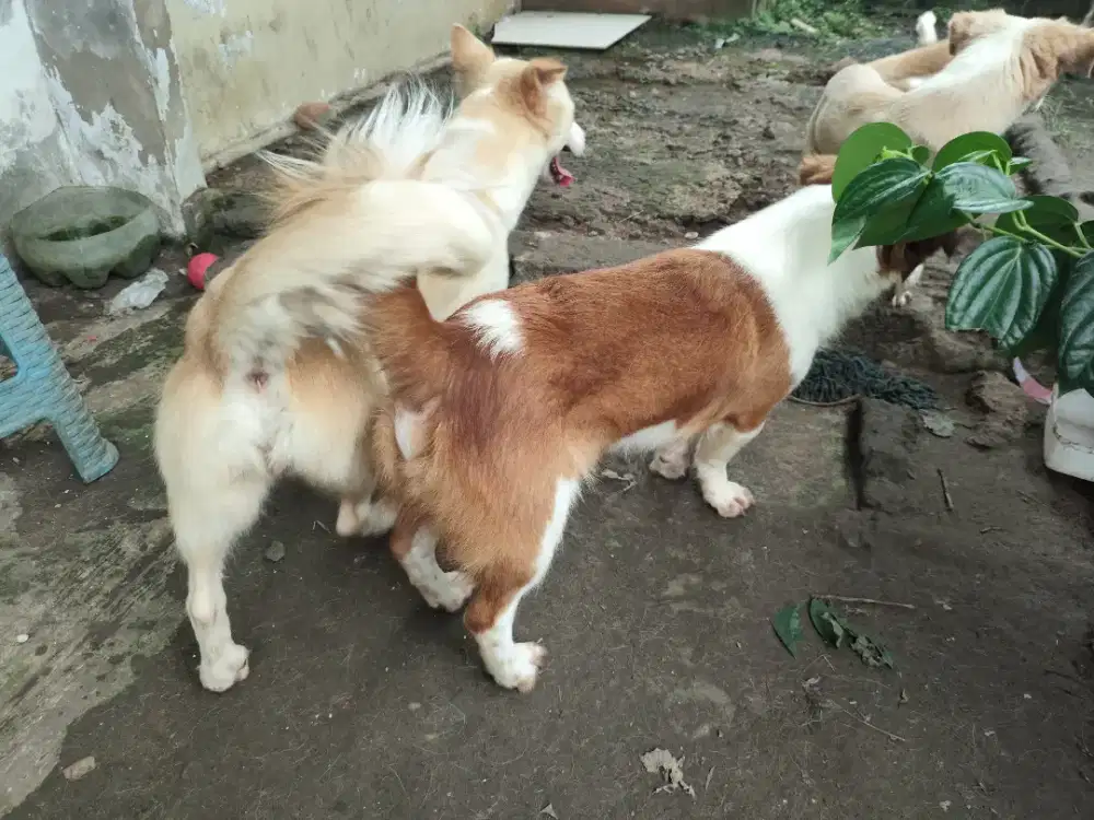 Indukan anjing sepasang