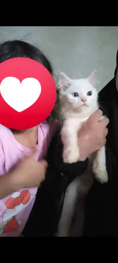 Kucing Persia Odd Eye