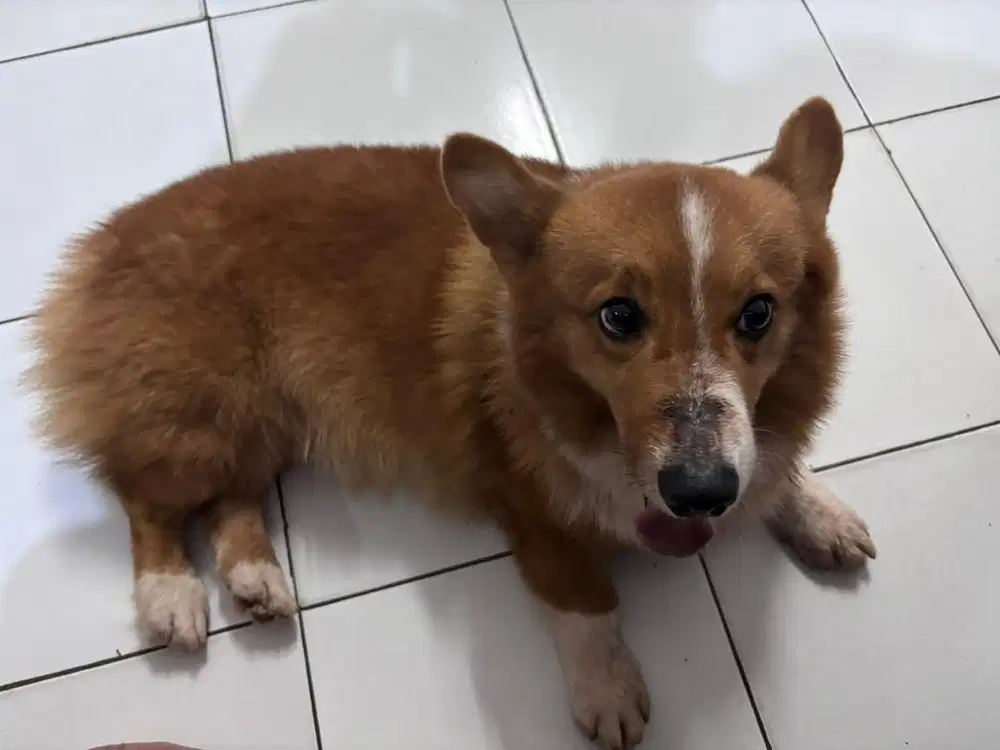Dijual  Welsh Corgi Pembroke