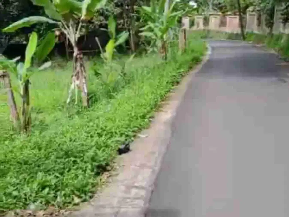 TANAH  DI CIJERUK BOGOR