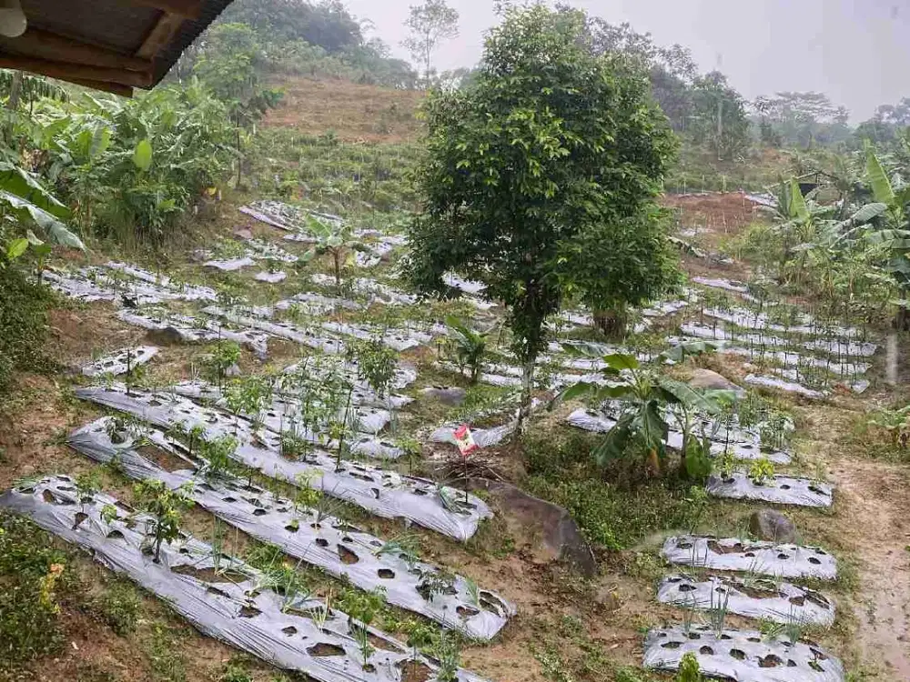 Jual Tanah Murah Sukamakmur Bogor