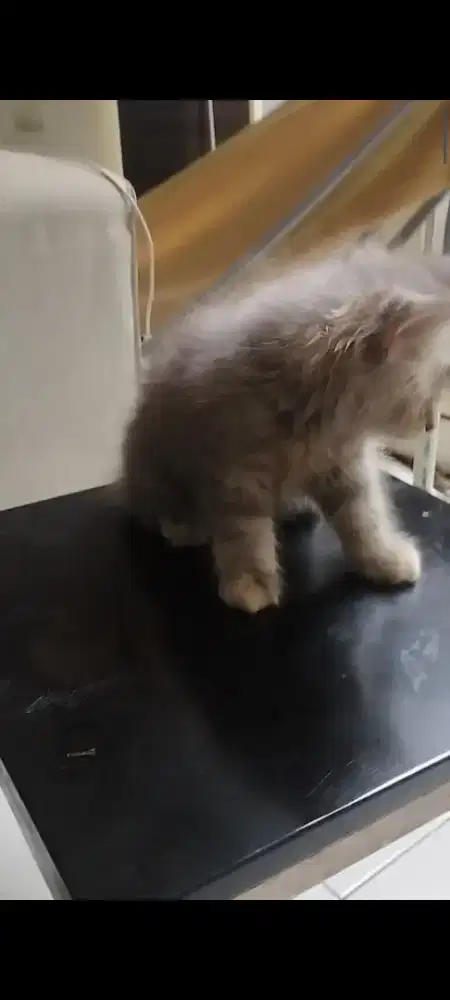 Jual kicing anggora 5 anak 3,5juta