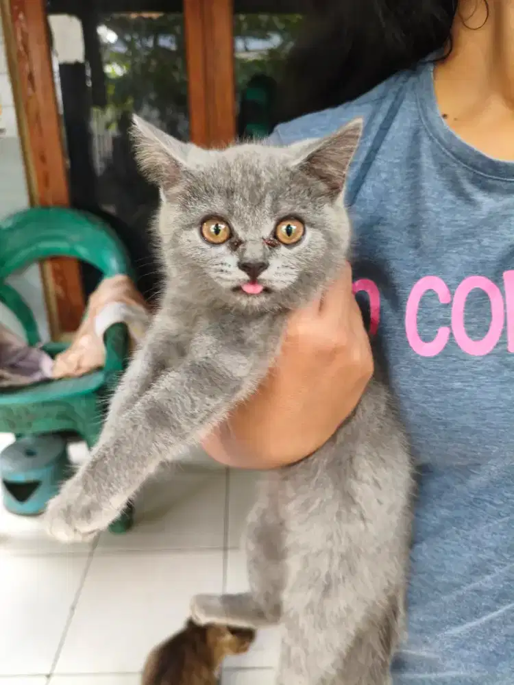 Sepasang Kitten british shorthair