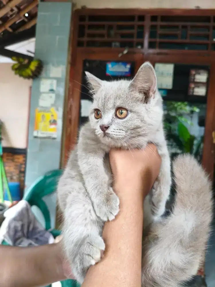 Borongan murah 5 ekor BSH British shorthair