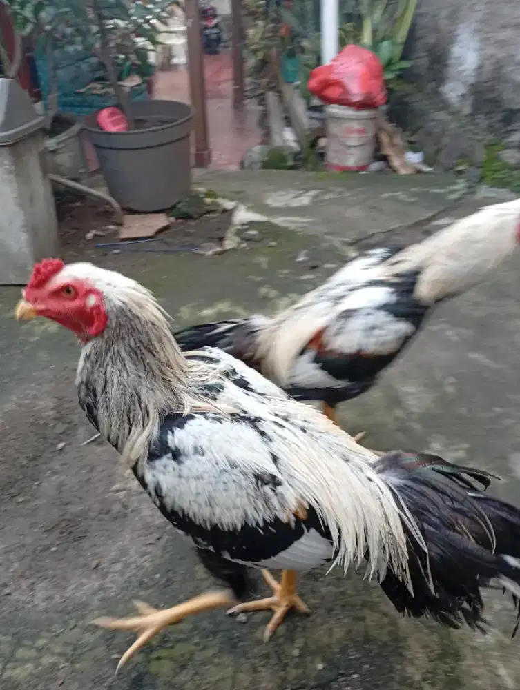 Jalak mongon dan bulbi