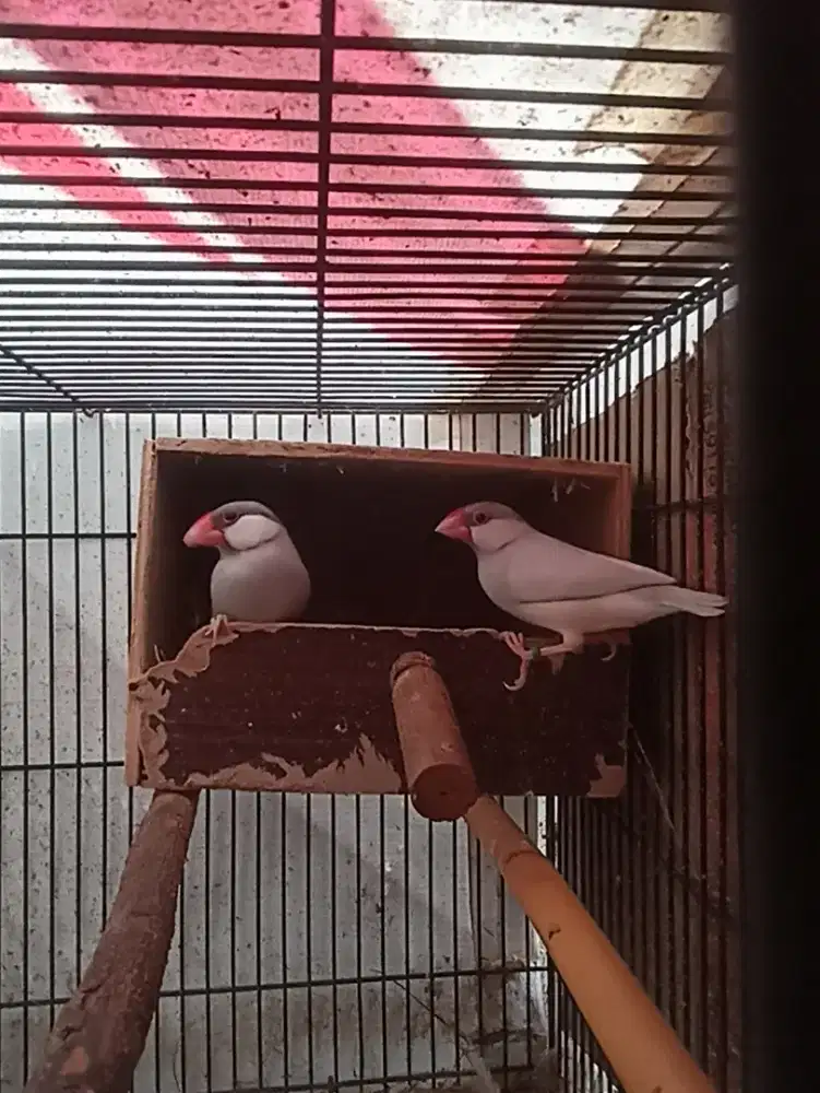 Gelatik silver siap produk