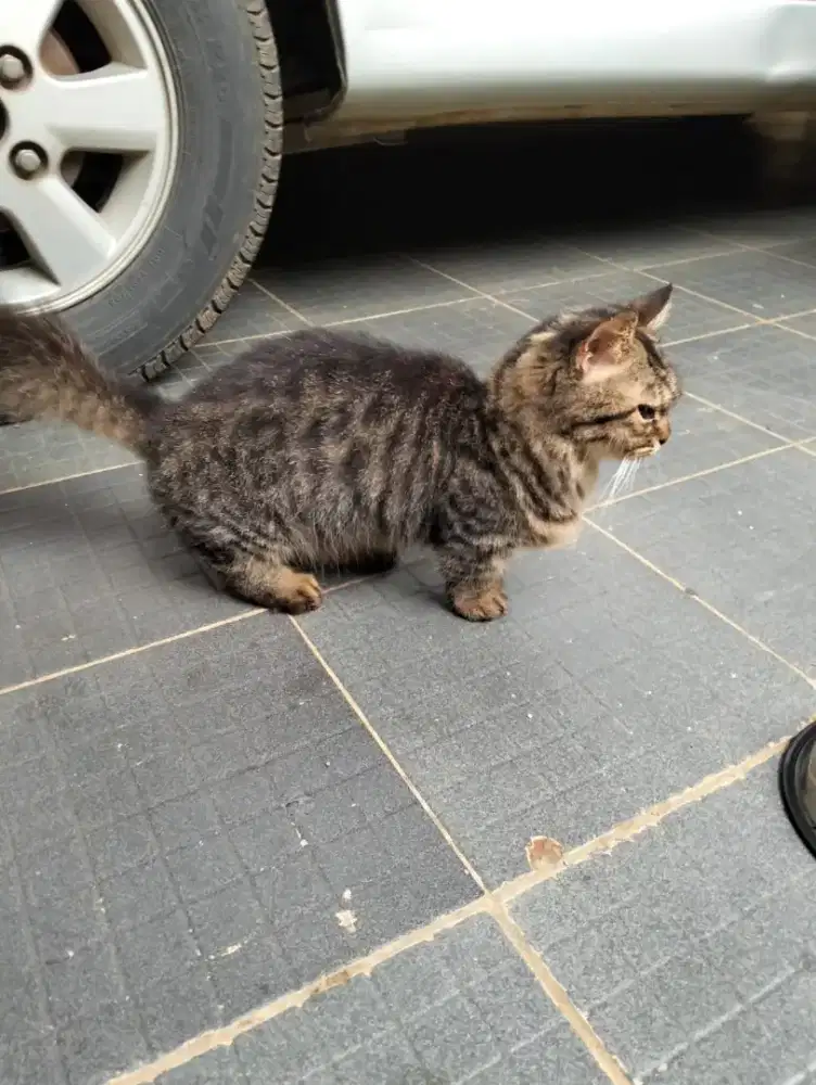 Kucing Munchkin Lepas Adopt
