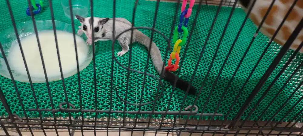 sugar glider sepasang jantan dan betina um