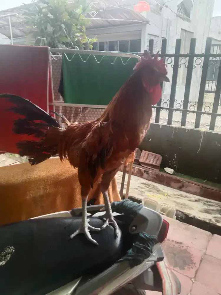 Jual Ayam Turunan Pelung Kampung
