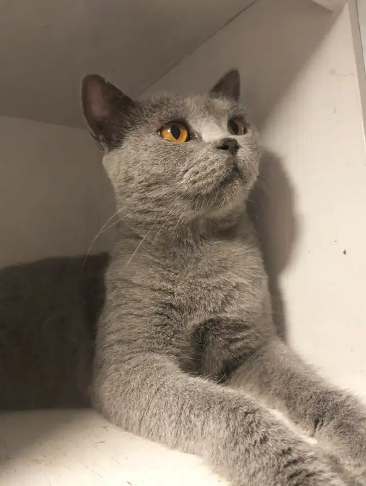 BSH BLUE SOLID INDUKAN BETINA [PROVEN]