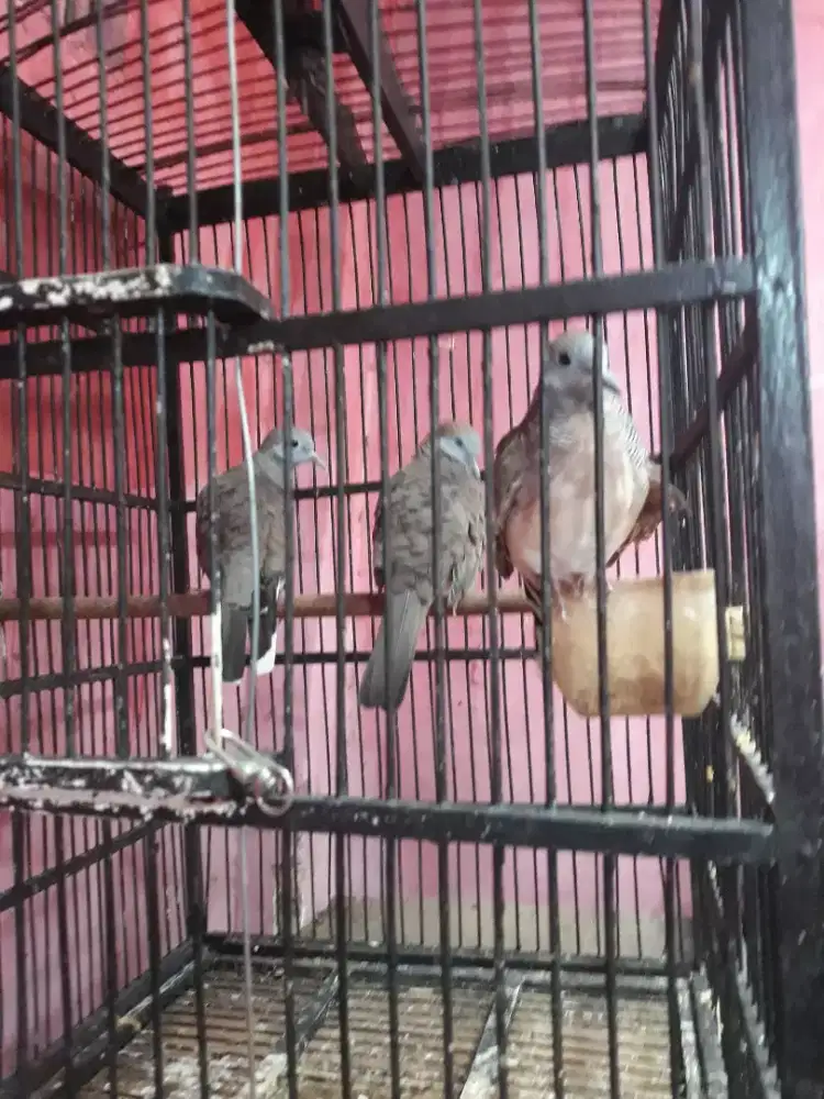 perkutut lokal rawatan lama