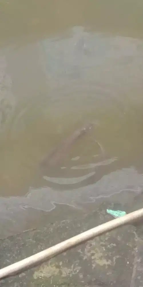 Ikan Lele Ada 2 Kolam, Borongin Semuanya BU