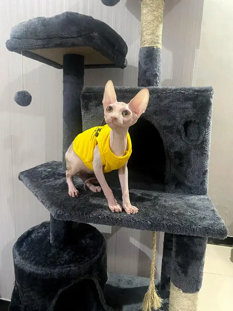Sphynx Kitten Jantan