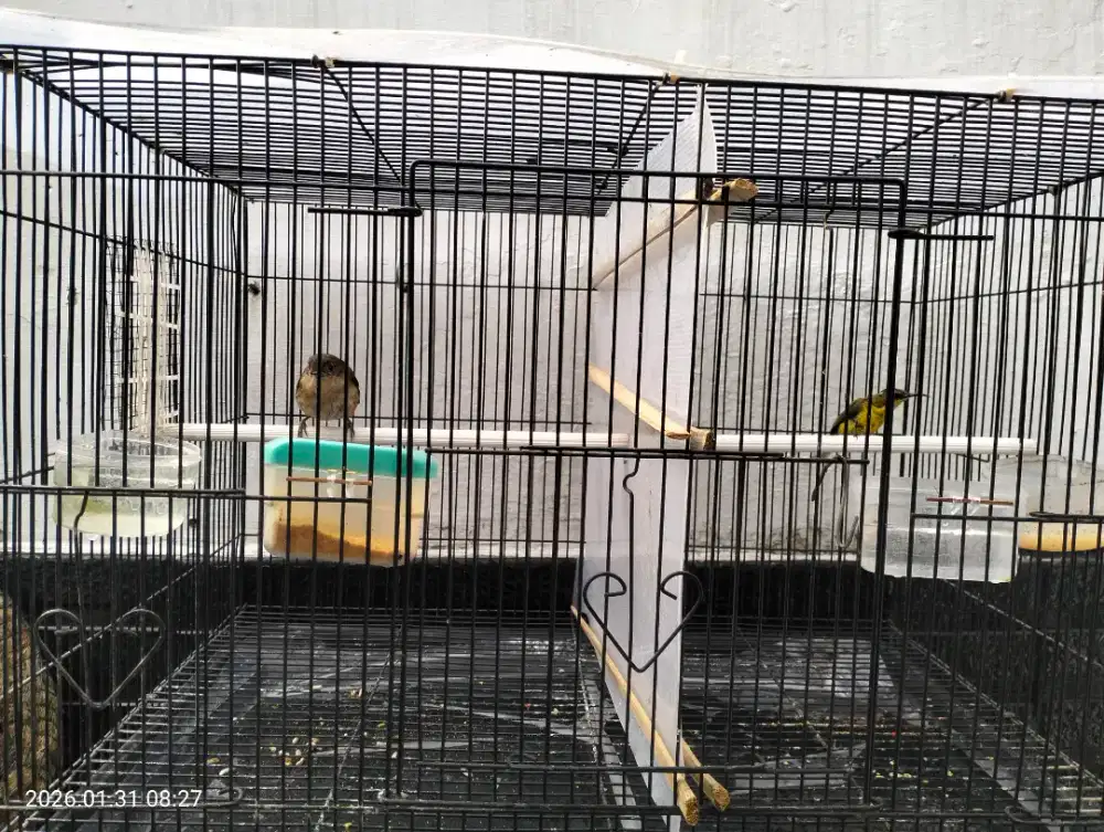 Trocokan, Flamboyan , ijoan