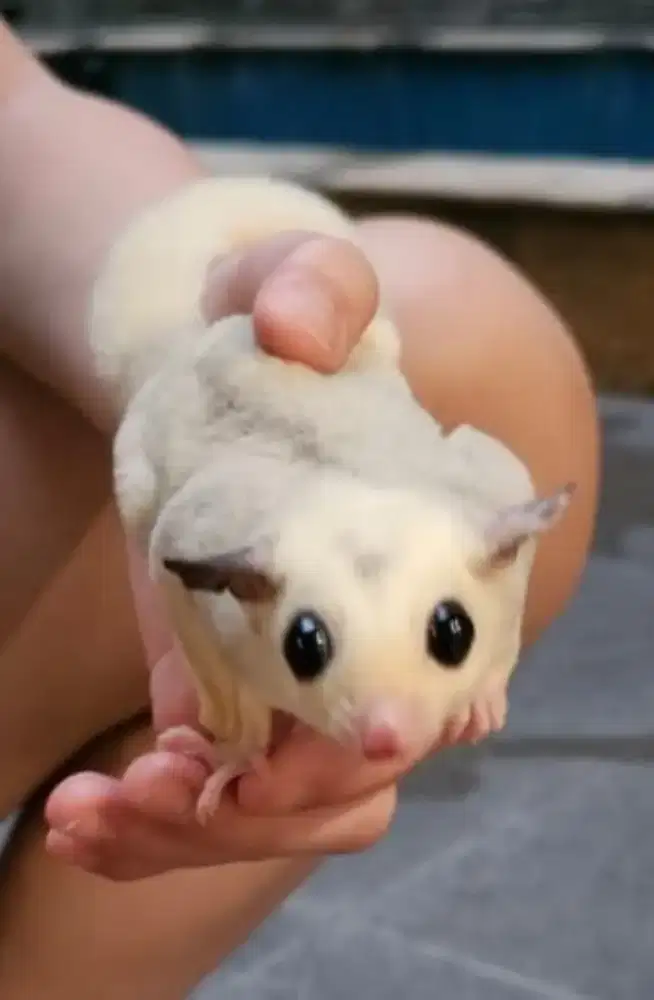 Jual Murah Sugar Glider Mosaic / Mozaic Plus Kandang dan Pouch