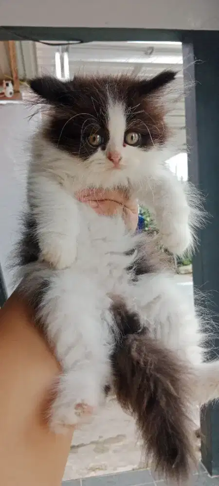 Anak kucing gemuk dan lucu