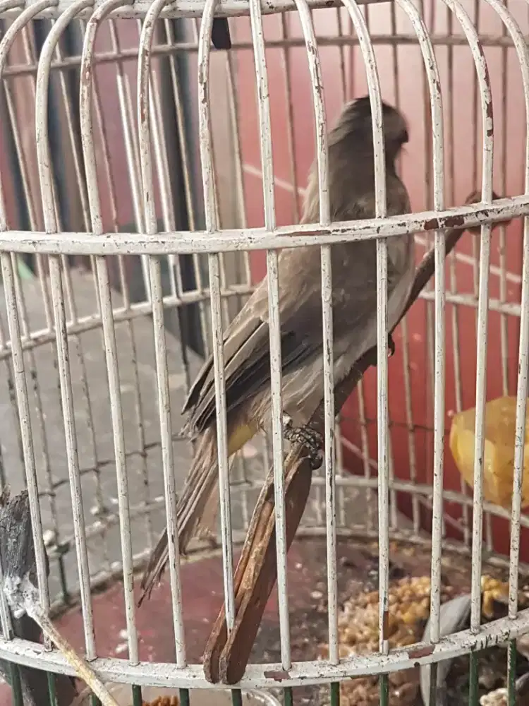 Jogjog rawatan pur total