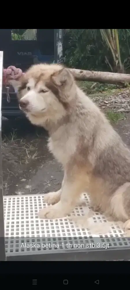 Alaska malamute betina warna unik