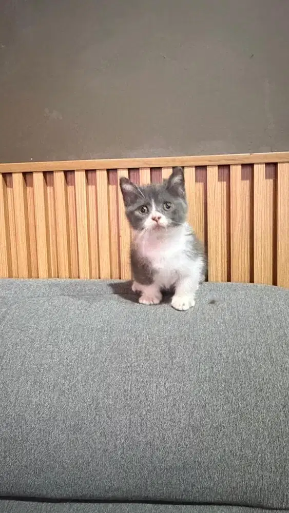 BSH munchkin bicolor