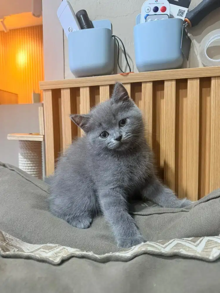 BSH british short hair blue solid