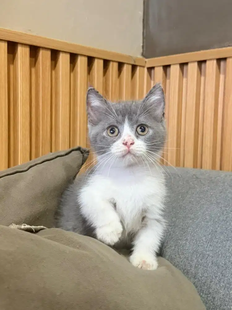 BSH Munchkin British short hair