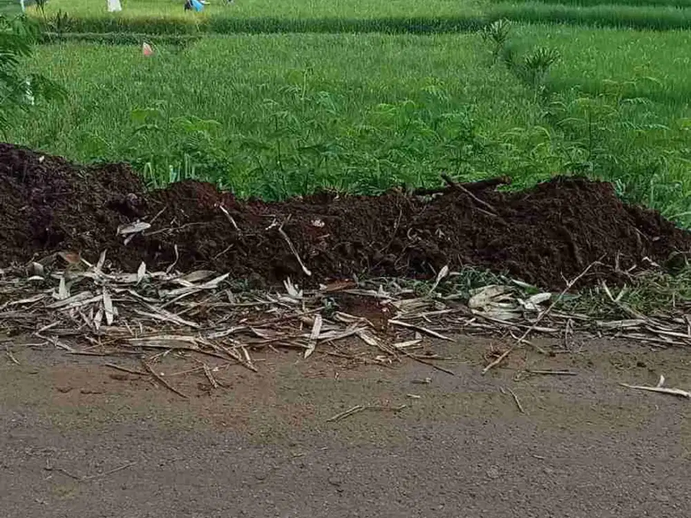 Tanah sawah 45 tunbak, tanjungsari msk mobil