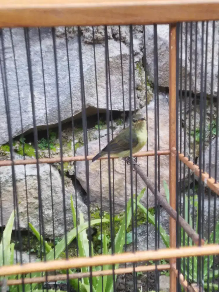 Jual Burung Kolibri Ninja Jantan Prospek