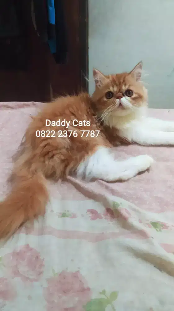 Peaknose Betina 3 Bulan Sehat dan Terawat Bisa Anter² Jateng Kilat