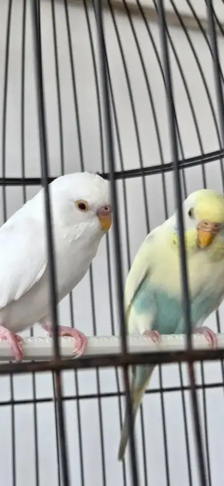 burung parkit betina