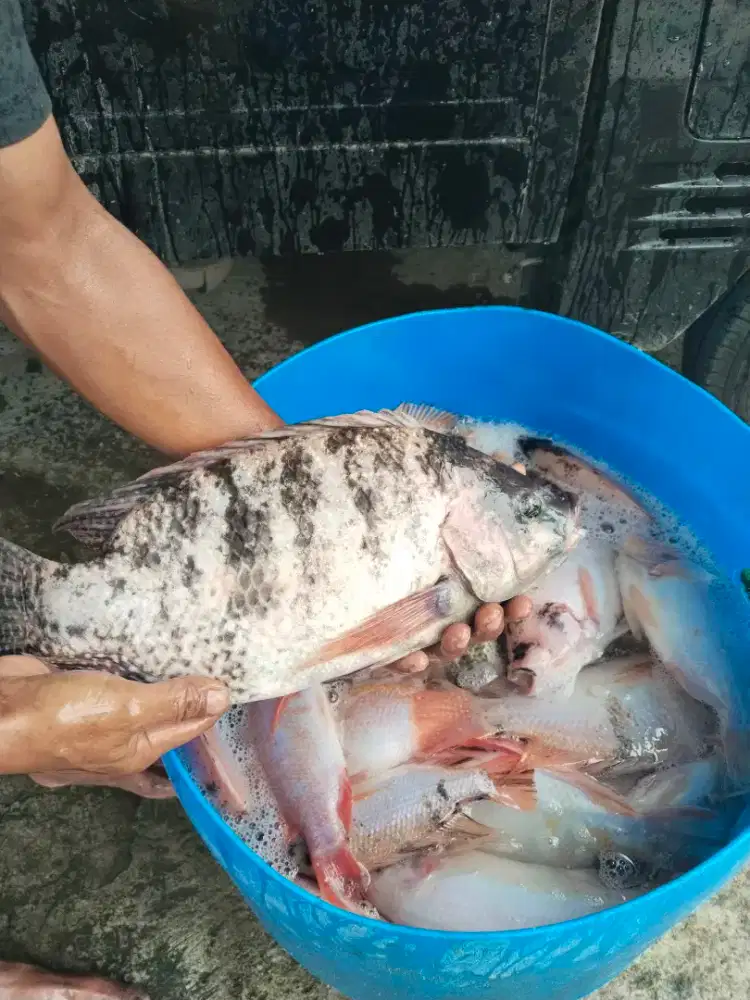 HARGA GROSIR ready tiap hari