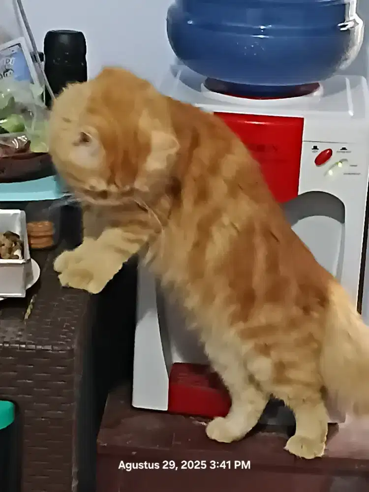 Kucing Persia Orange Marble