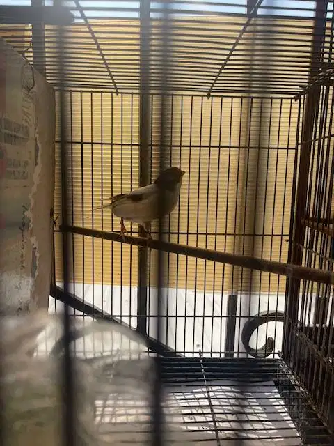 burung kenari betina ngisi